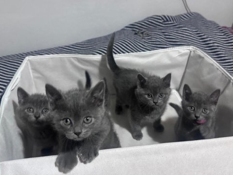 Safkan russian blue yavrular rezerveye açık