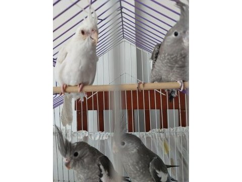 3 aylık sultan papağanı yavrular