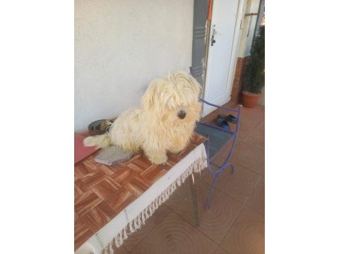 Maltese terrier 10 aylık erkek safkan