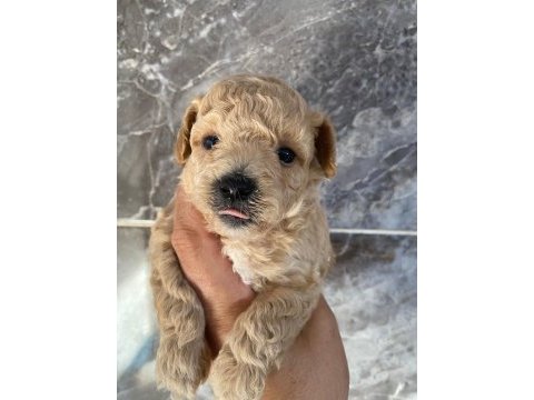 Orjinal minyatür toy poodle yavrular 