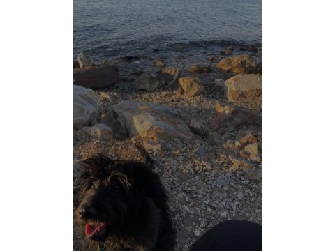 Maltipoo yavru 5 aylık