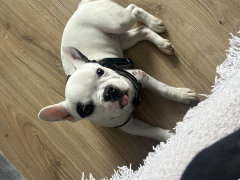 French bulldog yavru