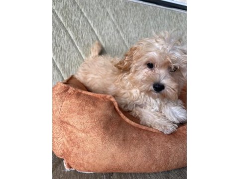 Orjinal maltipoo yavrular