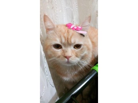 Evcil ve eğitimli 2 yaşında kedim