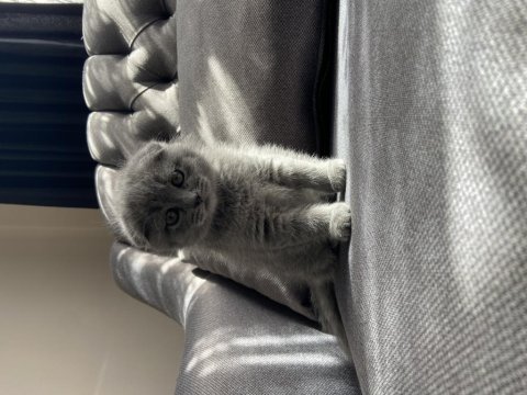 2 aylık yavru scottish fold sahiplendirme