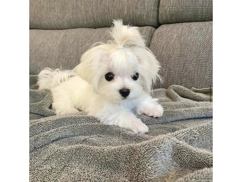 Mini boy eğitimli maltese