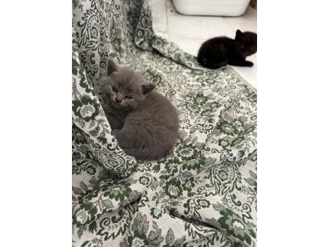 Yeni yavru british shorthair