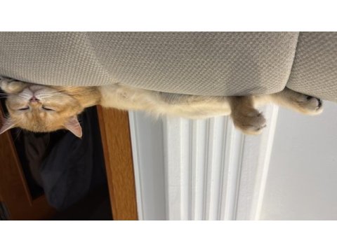 Golden sarı yeşil gözlü british shorthair