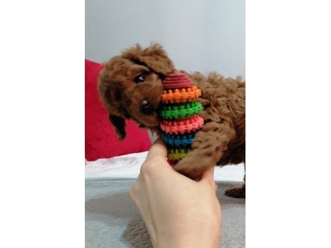 Teddy face toy poodle