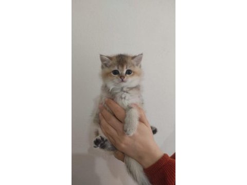 British shorthair golden ny 11 dişi erkek
