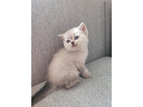 Babalık hakkı british shorthair yavrular