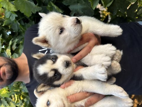 Mavi göz husky bebekler