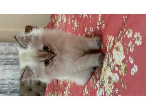 British longhair mavi gözlü dişi yavru