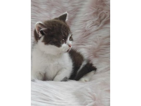 British shorthair chocolatte bicolor dişi