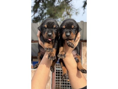 Doberman yavrularımız 