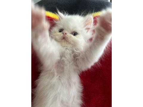 İran kedisi bebiş