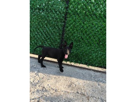 A+ kalite belçika malinois yavrular