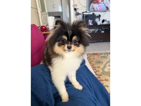 Süslü 6 aylık eğitimli pomeranian