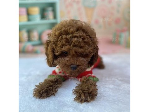 Premium toy poodle yavruları