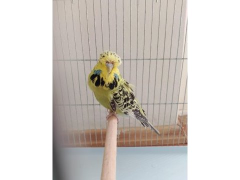 İnce show jumbo jumbo yerli muhabbet kuşu satılık