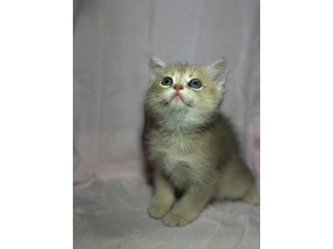 British golden bebekler