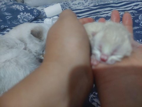 British shorthair 0-3 aylık