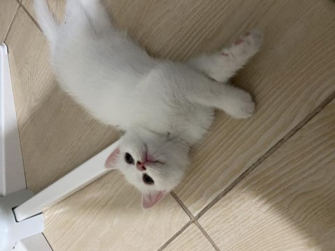British shorthair 1.5 aylık yavru kedimiz