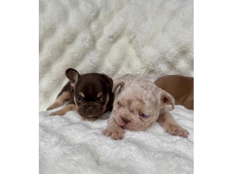 French bulldog yavrularım