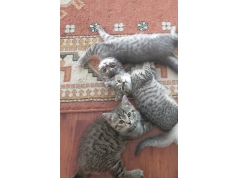 British shorthair yavrularımıza yuva arıyoruz