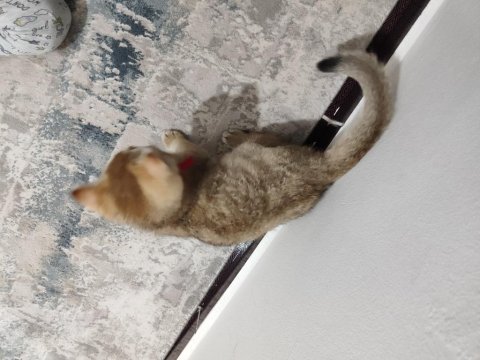 Tamamen sağlıklı 2 güzel scottish fold