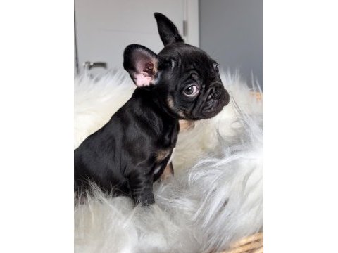 Dişi french bulldog bebekler yeni ailesini arıyor
