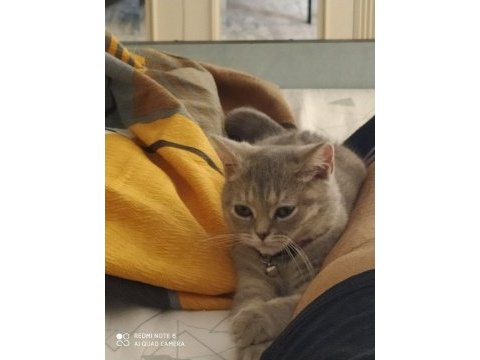 3.5 aylık british shorthair