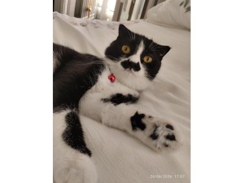 Scottish fold kedisi