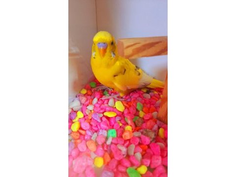 Renk güzelim sarı parçalı erkek genç kuşumuz