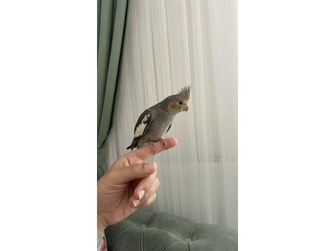 2 aylık ele gelen sultan papağanı