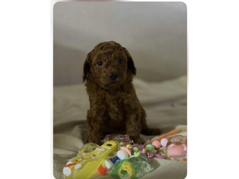 Dişi ve erkek teacup poodle