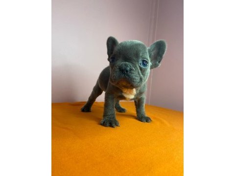 Orjinal french bulldog blue köpeğimiz