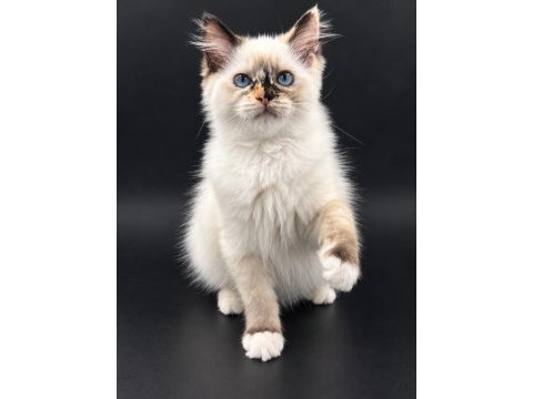 Ragdoll bebekleri