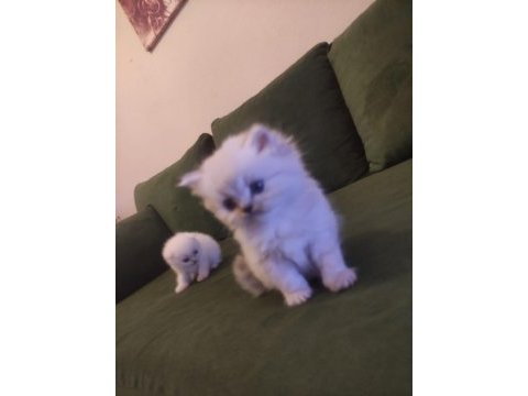 1.5 aylık 4 yavru scottish fold