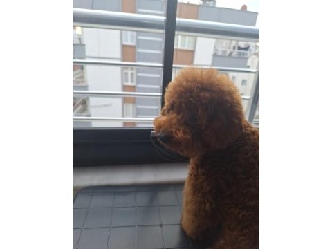 5 aylik erkek toy poodle