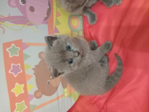 Orijinal british shorthair yavrular