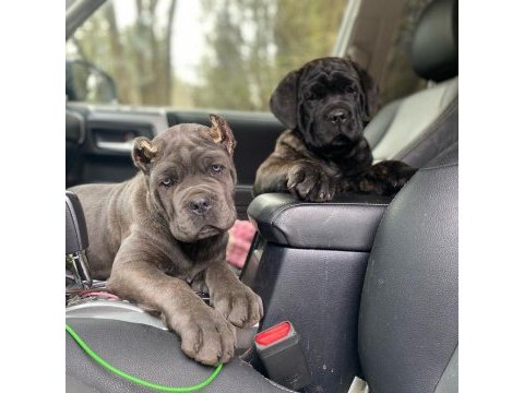 Dişi erkek cane corso kapıda ödemeli güvenli sistem