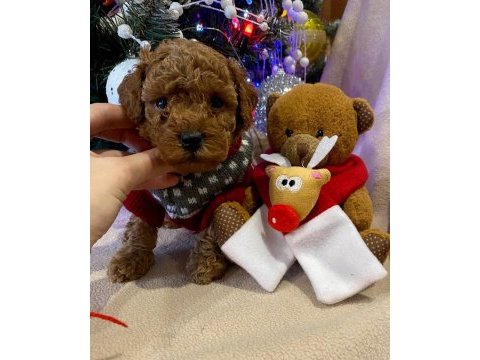 Toy poodle ırk garantili yavrular