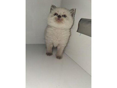 Yavru british shorthair