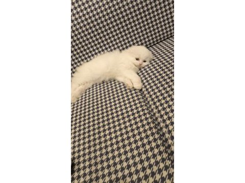 Scottish fold longhair dişi mavi gözlü
