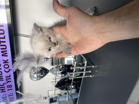 13 şubat doğumlu dişi ve erkek scottish fold