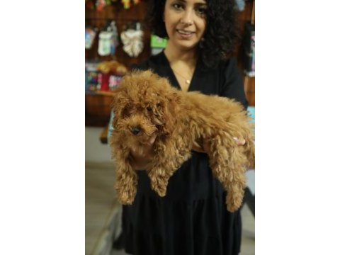 Toy poodle (red- apricot) antialerjik, korkusuz, çok zeki
