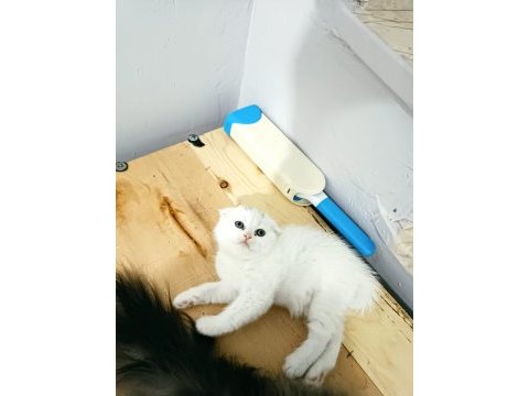 Scottish fold yavrular