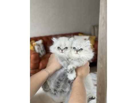 İnsan canlısı british longhair blue  point yavrum