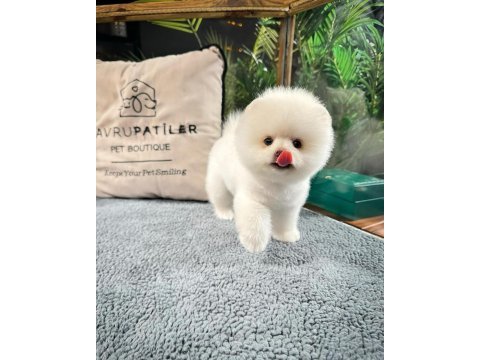 Veteriner kontrollü pomeranian yavru